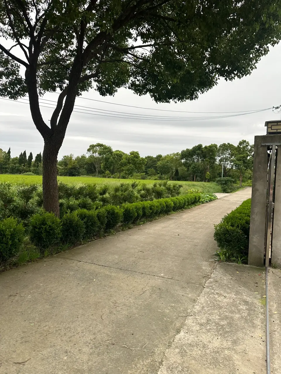 乡间与草木细节